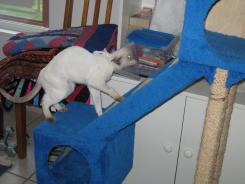 more kittens